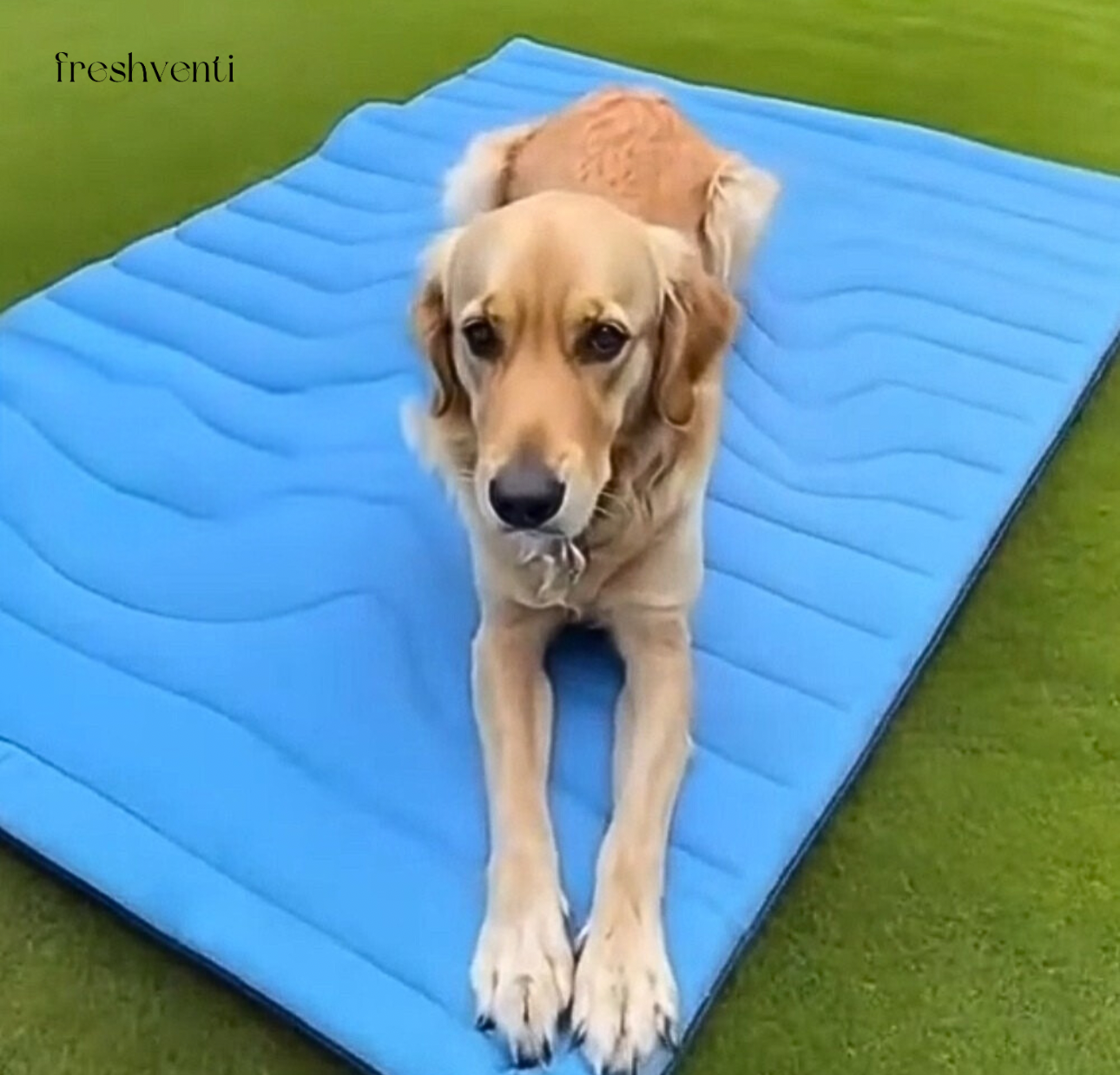 Mupet -Kühlmatte für Hunde und Katzen